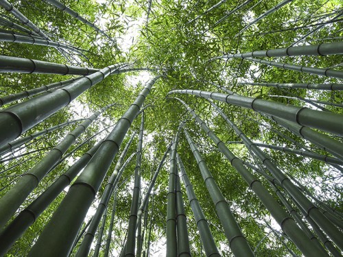 20200059 - Bambu Forest 